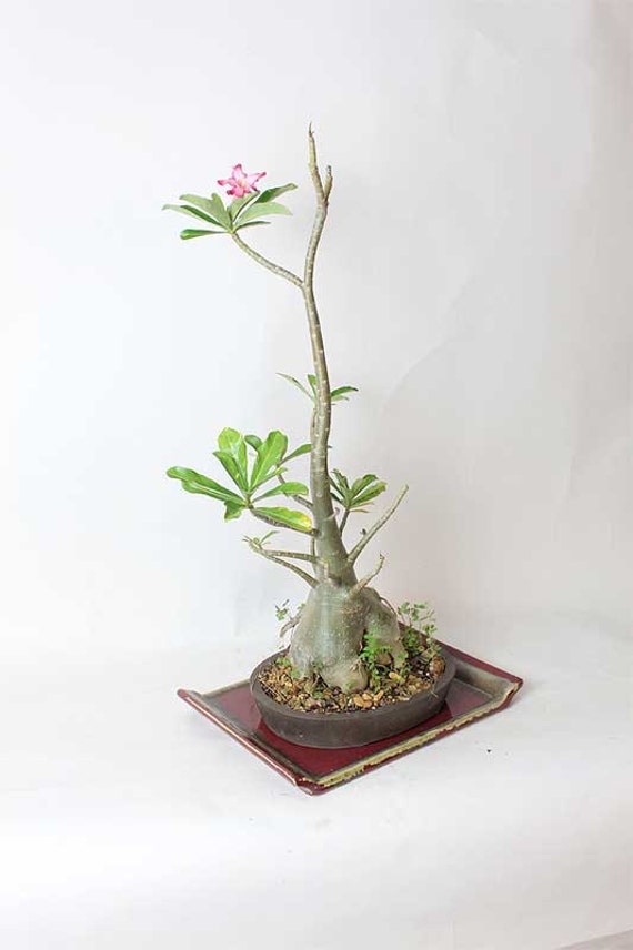 Desert Rose Bonsai tree