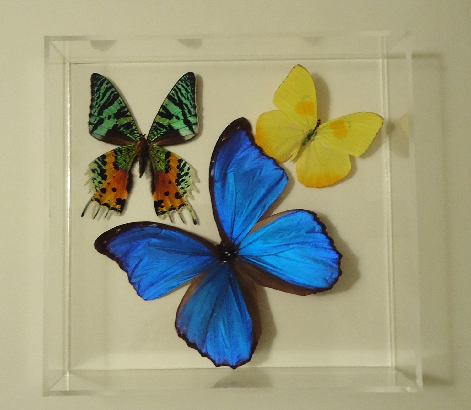 butterfly display framed butterflies mounted butterflies