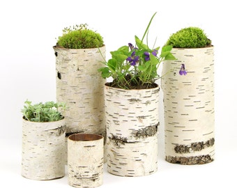 Collection of 5 birch bark vases/candle holders