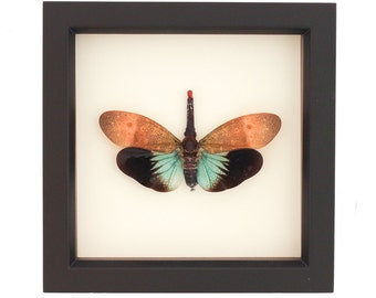 Real Framed Insect Lanternfly Pyrops pyrorhyncha Shadowbox Display