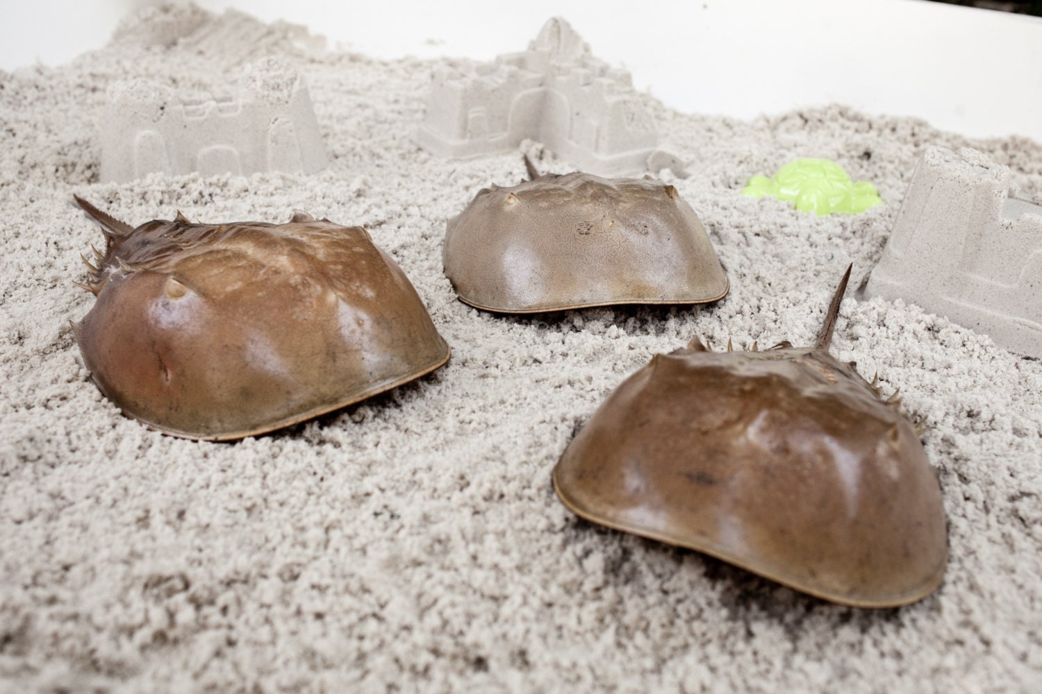 Family of three Large horseshoe crab shells.