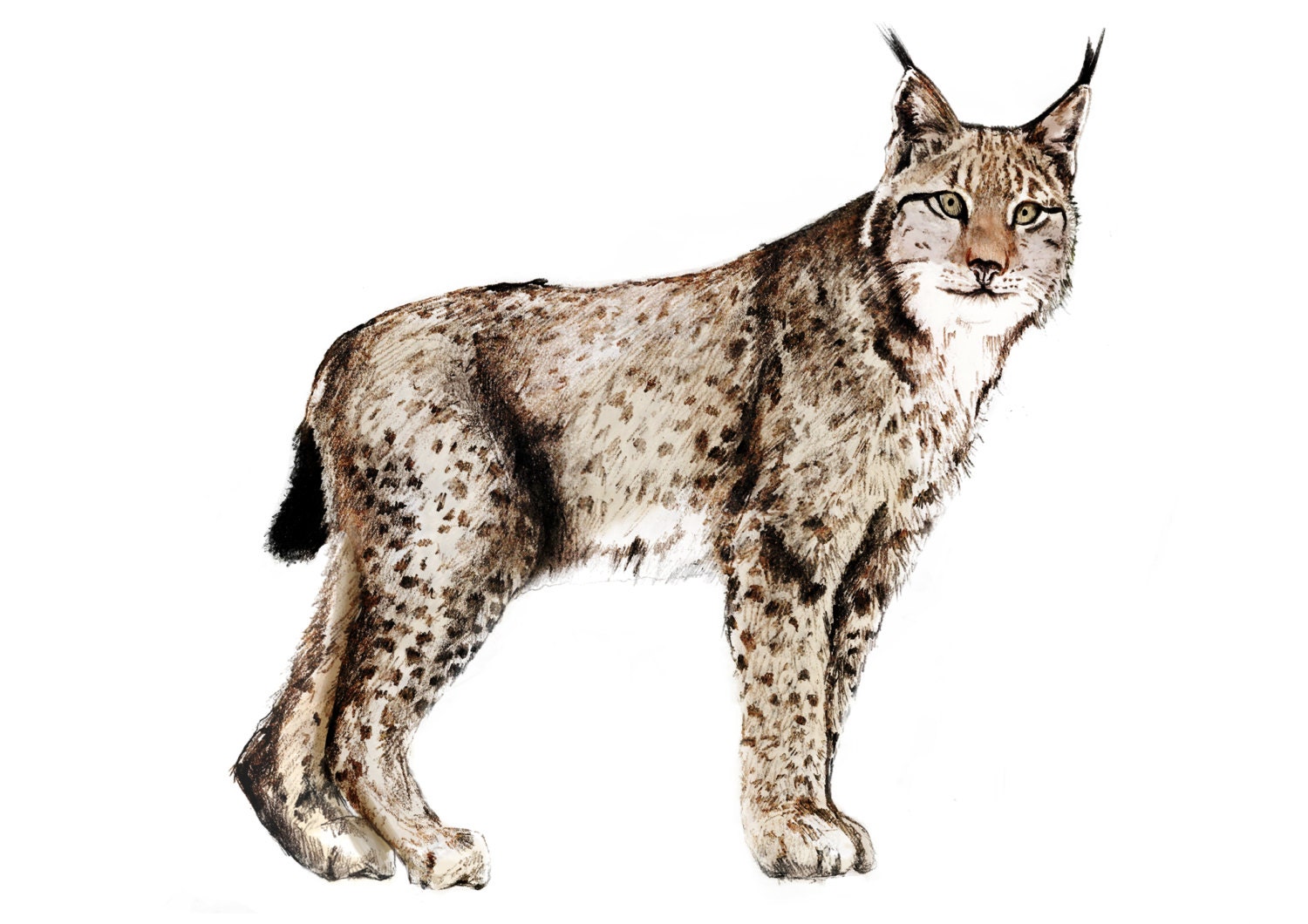 Lynx Watercolour illustration giclée Print