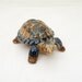 Vintage Wade Porcelain Tortoise pin dish/trinket Box, Vintage English Porcelain, UK Seller