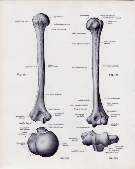 Items similar to Vintage Medical Page Human Body Diagram Bones Skeleton