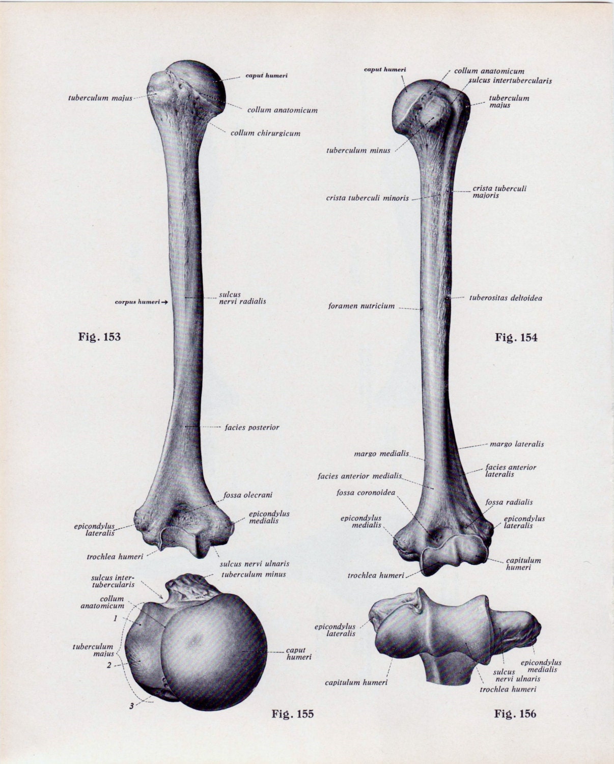 Vintage Medical Page Human Body Diagram by TheOldTimeJunkShop