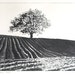 Original Etching - 'Ploughed Field' Etching - Oak Tree in Field - Original Hand Pulled Black & White Print - William White - Free Shipping