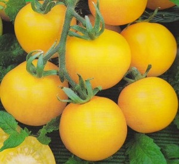 Heirloom Garden Seeds Yellow Perfection Heirloom Tomato