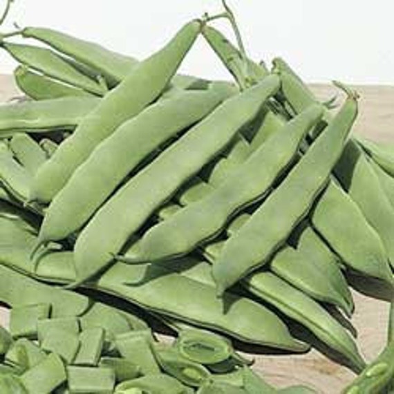 Roma II Heirloom Bush Bean Seeds Pole Romano Non by ...