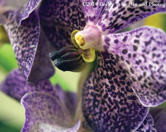 Ascocenda Vanda Orchid Close Up Photo Print