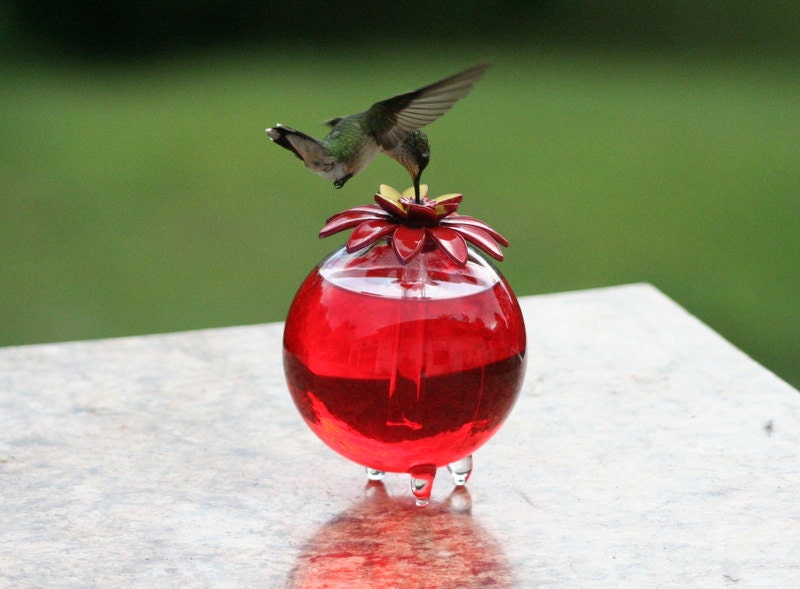 best hummingbird feeder