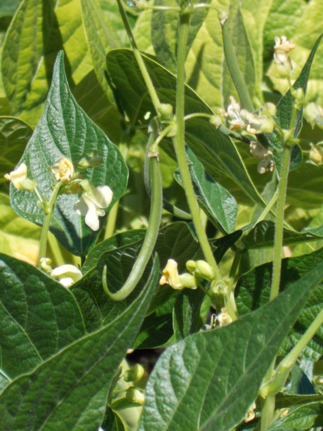 French Bean Seeds Haricot Verts Bean Seeds Yellow and Green