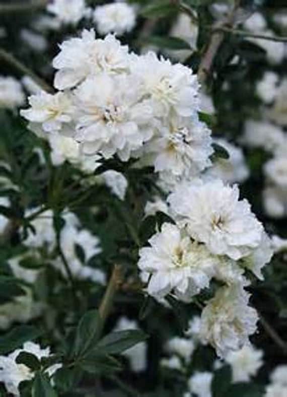 Lady Banks Rose Plant White Rose Fragrant Climber by WaWasGarden