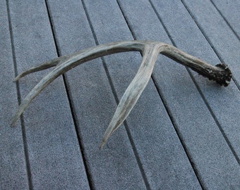 Buck Shed Antler, Natural Mule Deer Antler Shed, Complete Side, Knife 