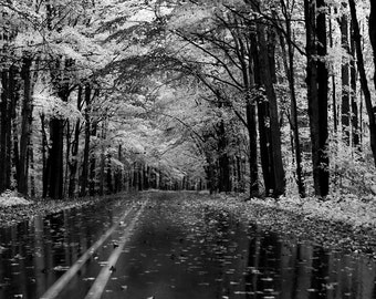 Photography, Michigan Photo, Michigan,Hiawatha Forest, Black and White ...