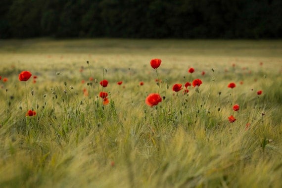 Poppies in corn field, Scotland