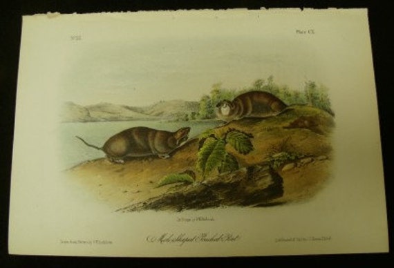 Audubon Quadruped Octovo Stone Lithograph PL 110 Mole Shaped Pouched Rat Print