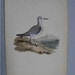 Edward Donovan, H/C Bird Engraving Print, Sanderling Plover, 1816 PL 146