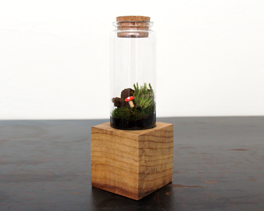 moss twig terrarium kit with wood base moss twig terrarium kit with wood base