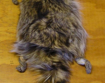 Large Wyoming Raccoon Pelt with Feet & Claws