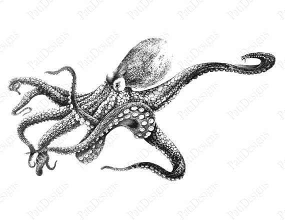 vintage octopus clipart - photo #50