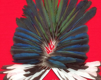 45 beautiful English Magpie Feathers