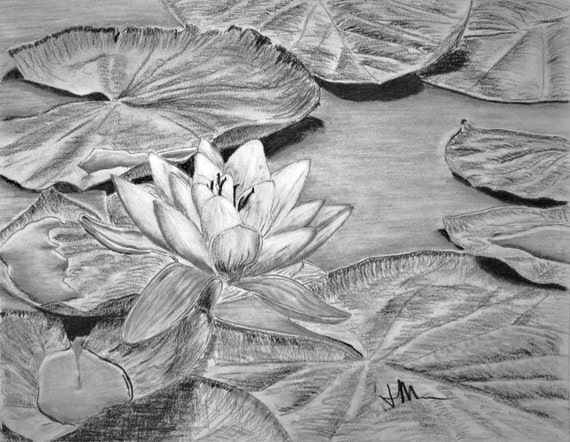 water lily as charcoal research paper