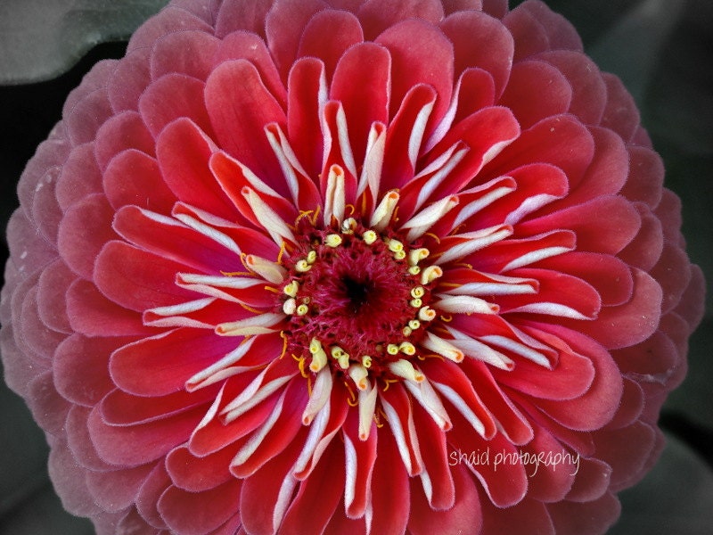 black and white to color flower flower