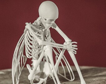 Fairy Skeleton 3D Print Taxidermy