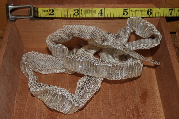 Red Bull Snake Shed Skin 28 by WildThingsInc on Etsy