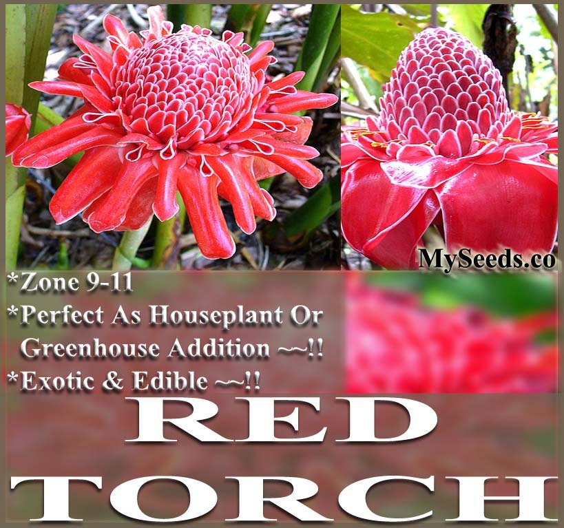 RED Torch Ginger Plant Seeds Etlingera by ALLooABOUTooSEEDS