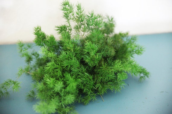 Green Ming Fern Real and Preserved Dried. Natural Look and