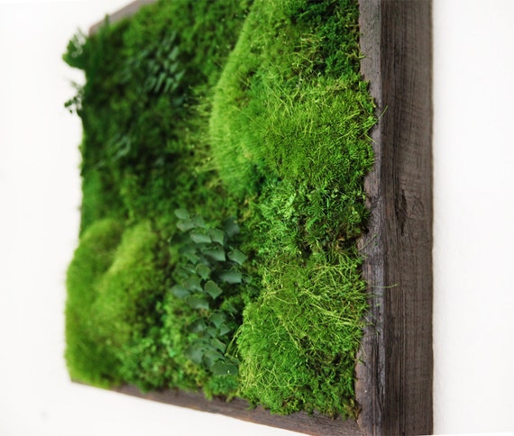 14x14 Artisan Moss® Moss and Fern Moss Wall Art.