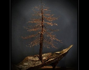 Samples of Custom made,Hand twisted wire, Bonsai, Tree of Life, sculpture.Natural patina, copper wire mounted on beautiful drift wood.