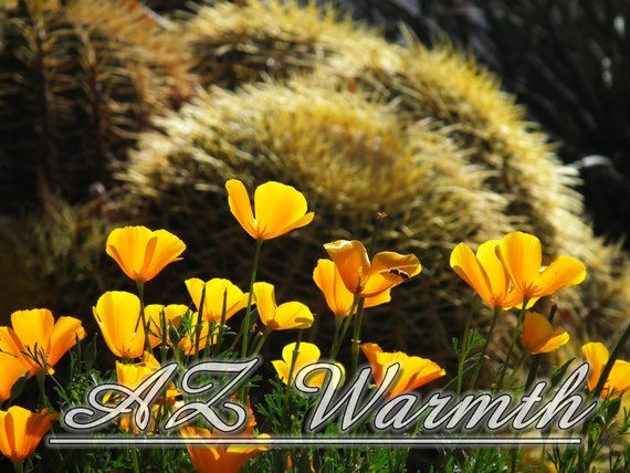 desert photo landscape -golden poppy flower-Barrel Cactus-house 