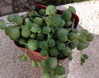Succulent plant, Senecio rowleyanus, String of Pearls a very beautiful trailing plant.