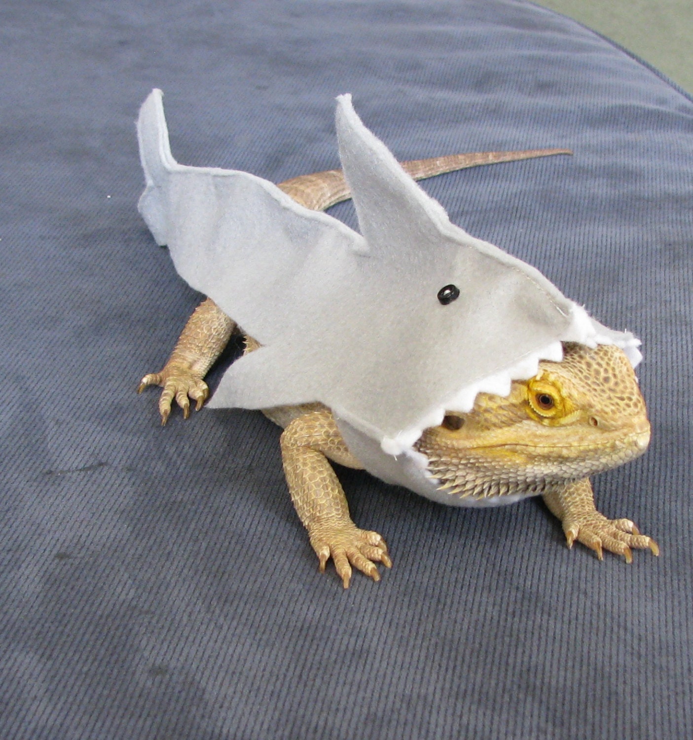 Great White Shark Costume for Bearded Dragons Shown on
