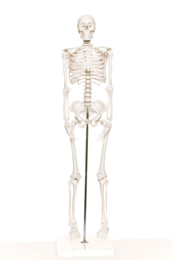 Items similar to Human Skeleton on Etsy