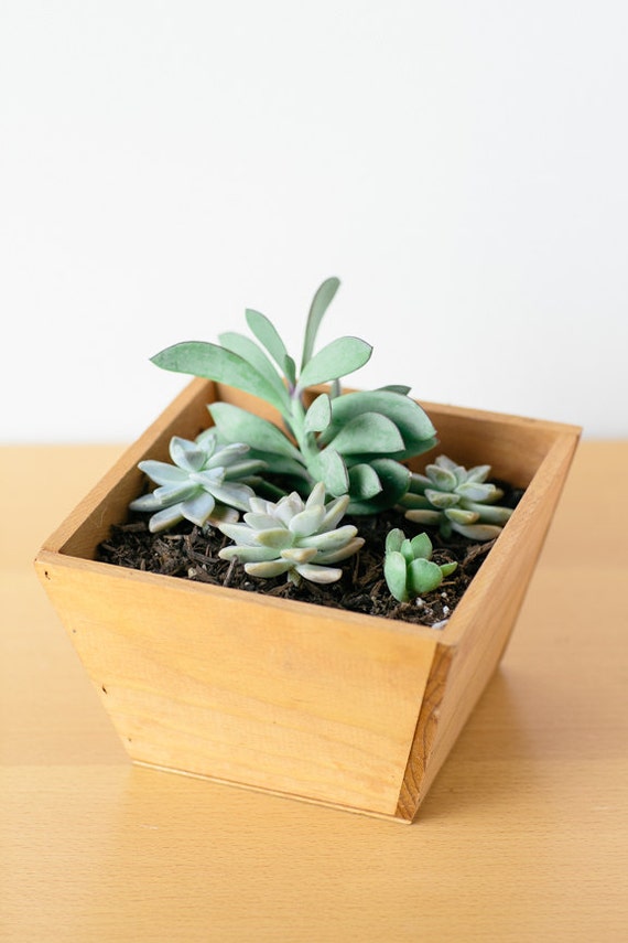 Wooden Succulent Planter Box