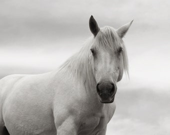 Monochromatic Photography White Horse Fine Art Horse Photography White Horse Equine
