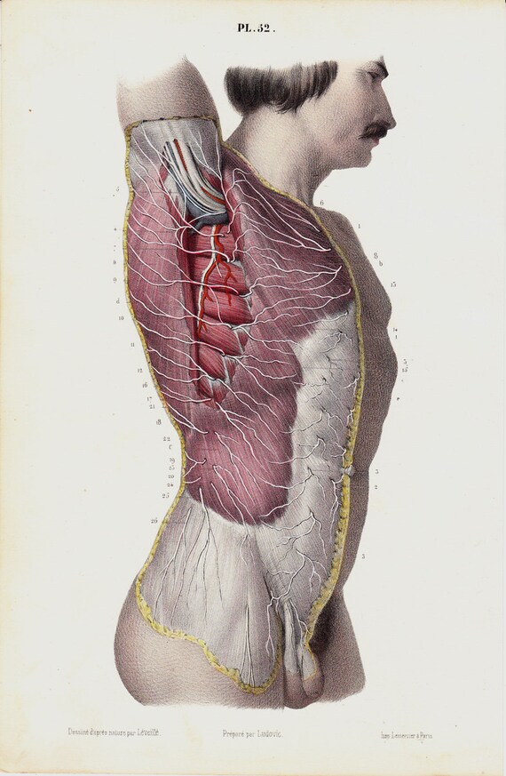 Items similar to Antique print 1853 Antique ANATOMY print, fine anatomy