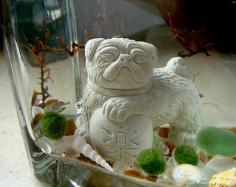 Live Marimo Balls and Mini Foo Pug Dog Mini Aquarium / Terrarium