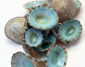 Green Limpet shells Mix of 25 Turquoise Teal Sea Shells for your garden or decorations