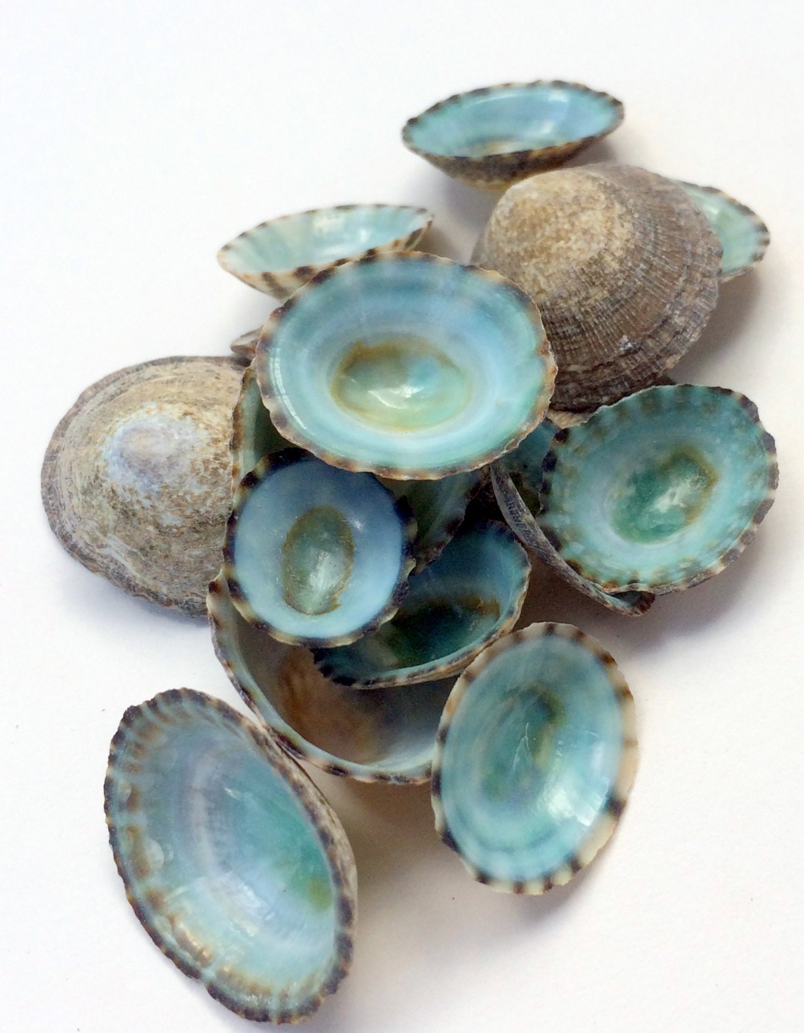 Green Limpet shells Mix of 25 Turquoise Teal Sea Shells for