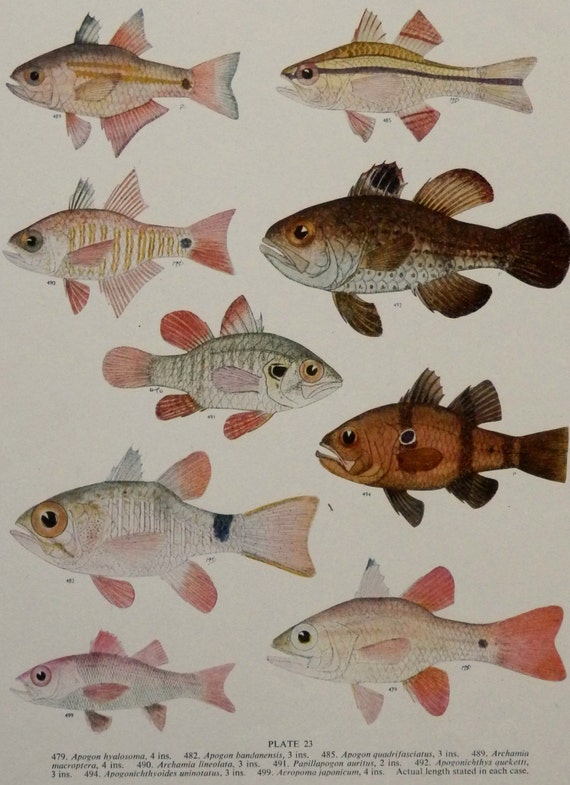 Vintage Print,Fishes illustration.Not a Copy.(1949).Bony Fishes. 64 years old print.10.5x 8,6 inches.Vintage fishes poster.Antique print.
