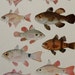 Vintage Print,Fishes illustration.Not a Copy.(1949).Bony Fishes. 64 years old print.10.5x 8,6 inches.Vintage fishes poster.Antique print.