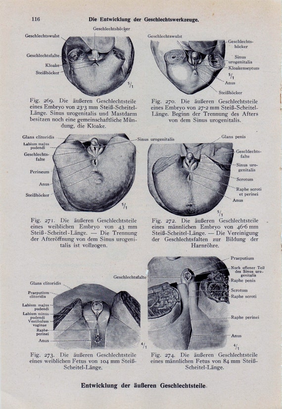 diagrams of a penis