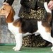 robertsbeagles44