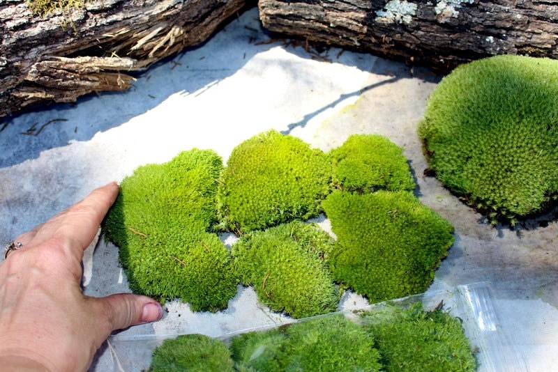 Preserved MossPillow MossCushion MossNO WATER neededNow by