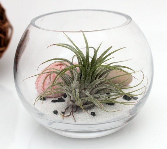 Air plant zen garden terrarium kit with Tillandsia Ionantha