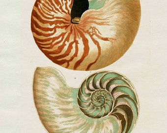 Digital Image Instant Download Knorr Teal Taupe Nautilus Sea Shell 8 x 10 You Print Digital Image